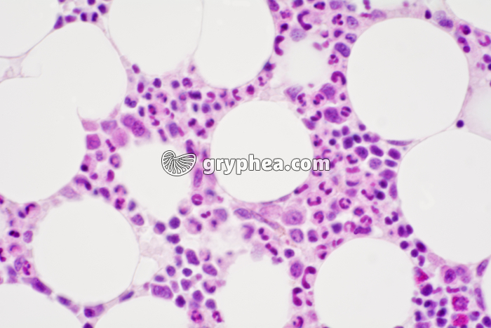 Moelle osseuse en coupe x200 - gryphea.org